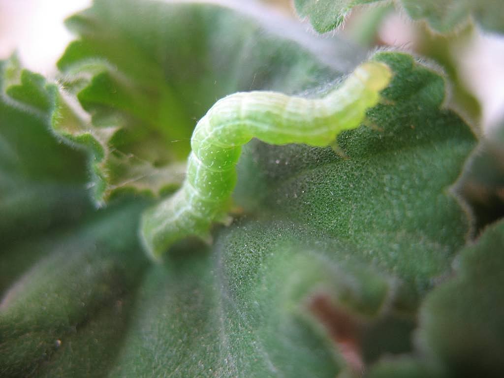 geranio gusano | Cuidar de tus plantas es facilisimo.com