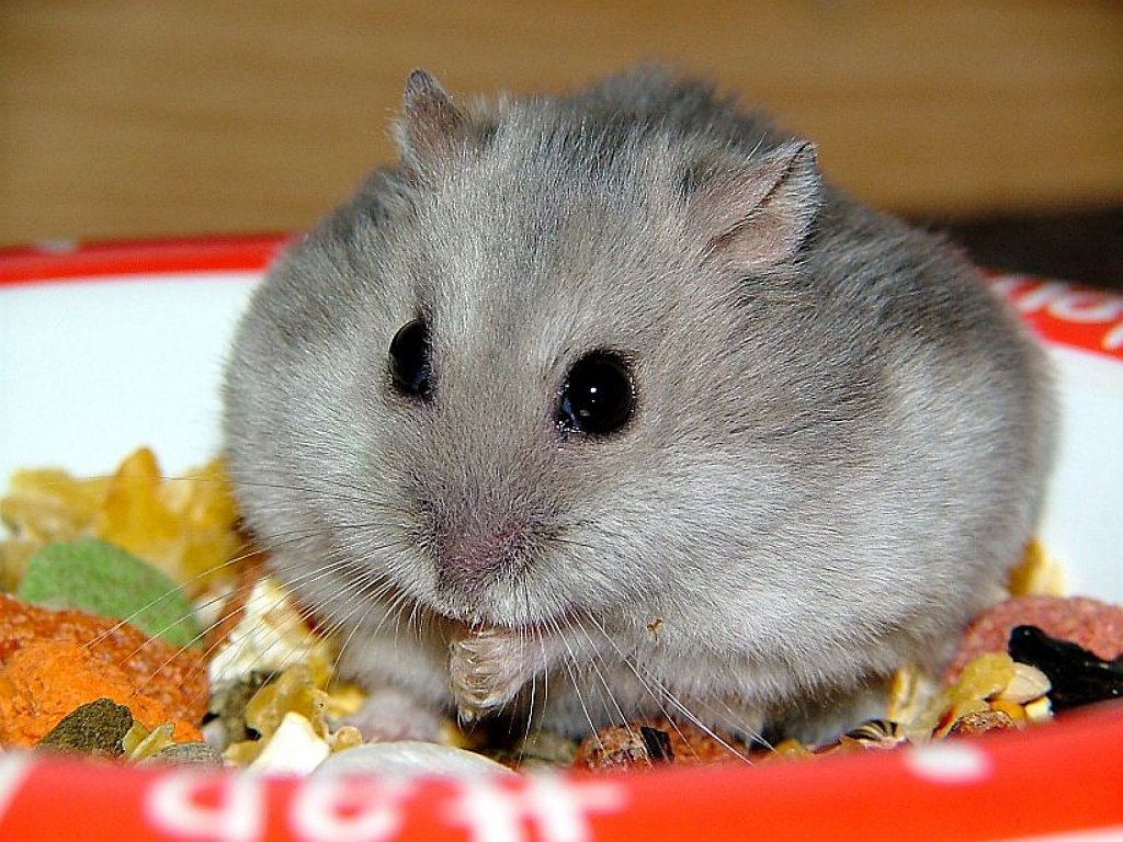 Mi Hamster No Sale De Su Casa