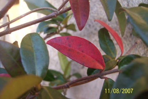 la otra vez me encontre rojo