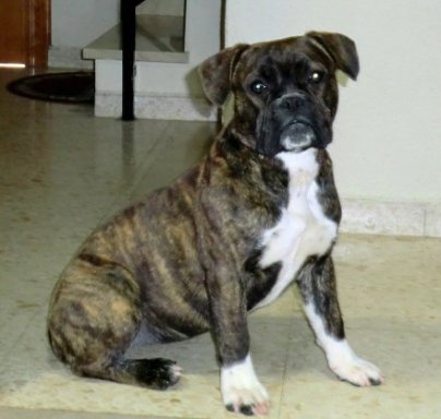 Boxer con bulldog francés cachorra se da en adopción