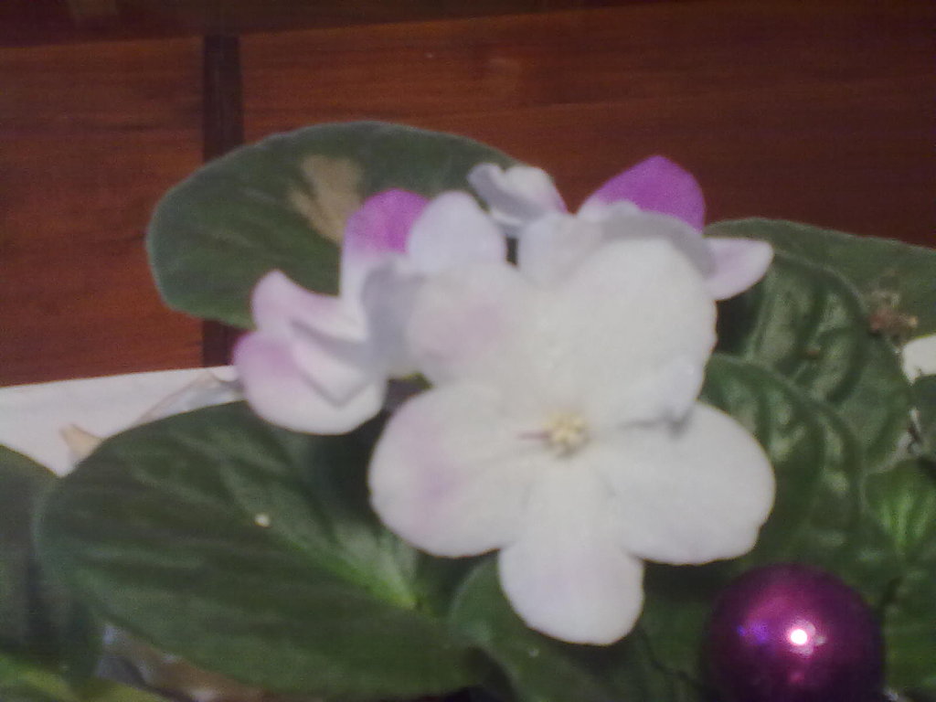 al natural | Cuidar de tus plantas es facilisimo.com al natural | Cuidar de tus plantas es facilisimo.com