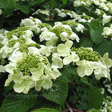 Ficha del Viburnum plicatum cascade