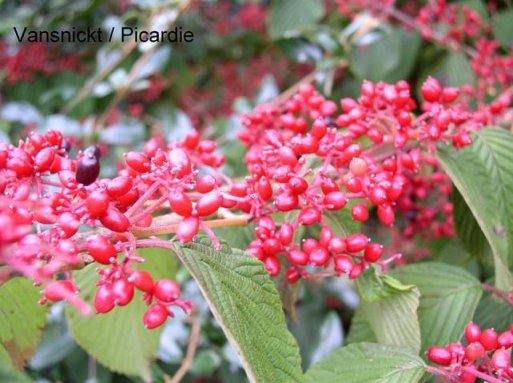 Ficha del Viburnum plicatum cascade