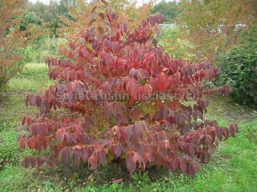 Ficha del Viburnum plicatum cascade