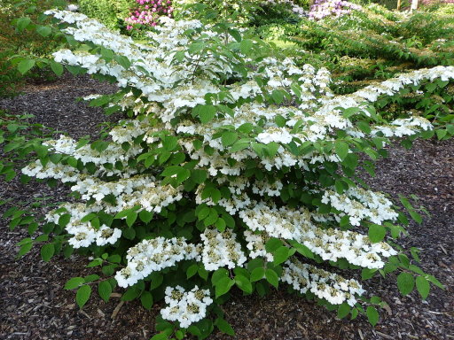 Ficha del Viburnum plicatum cascade