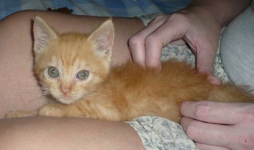 Mermelada gatita naranja de 2 meses URGE hogar- Córdoba