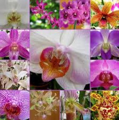 Resultado de imagen de imágenes de orquídeas colombianas"