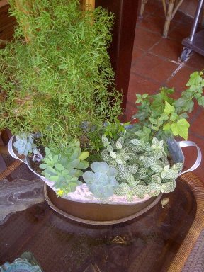 Crea un mini-jardín | Cuidar de tus plantas es facilisimo.com