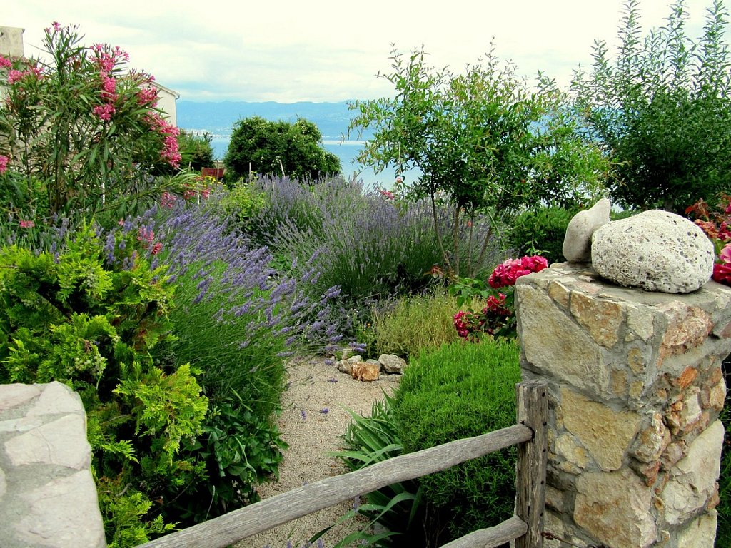 Lavanda