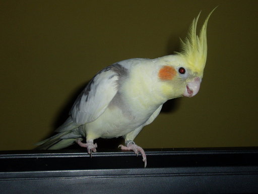 Ninfa AconsejaisCuidar Es Mascota Mi Tu Papillerame De WHI2ED9Y