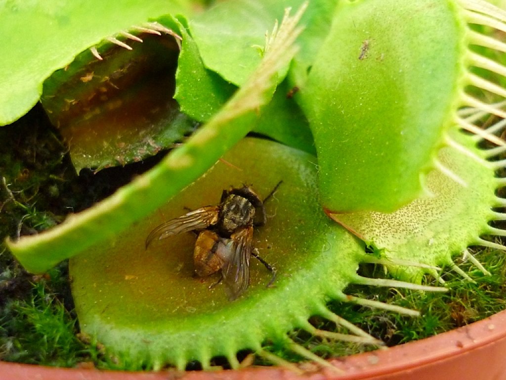 informacion sobre las plantas carnivoras Cuidar de tus plantas es informacion sobre las plantas carnivoras Cuidar de tus plantas es