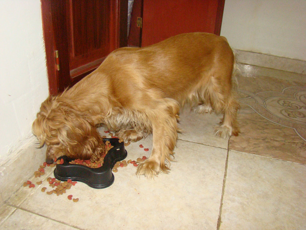 comida perros