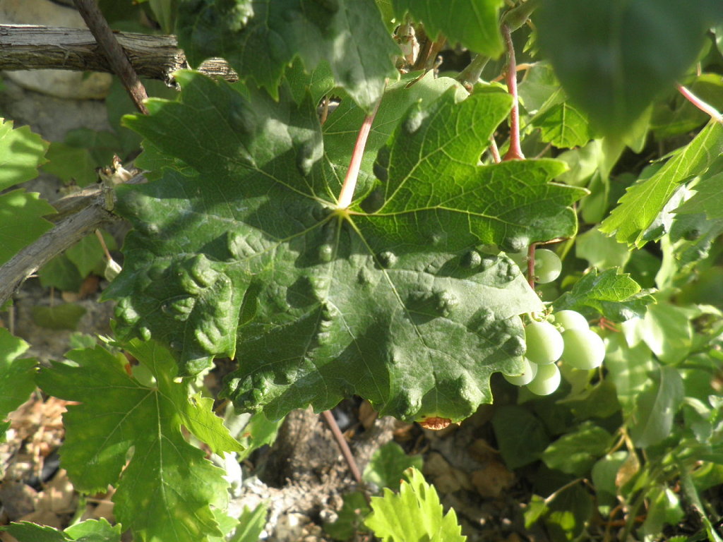plantas enfermas, por favor consejo Cuidar de tus plantas es