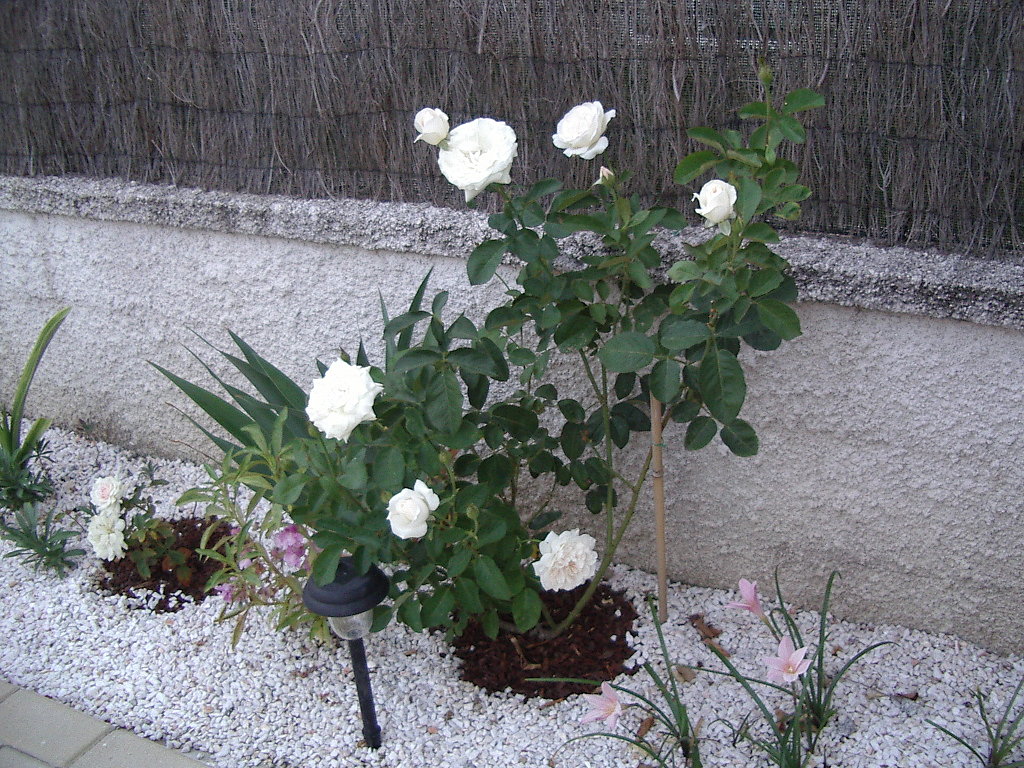 Cultivo Una Rosa Blanca Cuidar De Tus Plantas Es Facilisimo