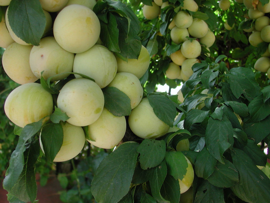 Arboles Frutales El Manzano Cuidar De Tus Plantas Es Facilisimo Com ~ Cuando Hay Que Abonar Los Arboles Frutales Arboles Frutales El Manzano Cuidar De Tus Plantas Es Facilisimo Com ~ Cuando Hay Que Abonar Los Arboles Frutales