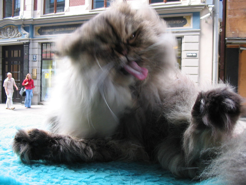 Gato grande