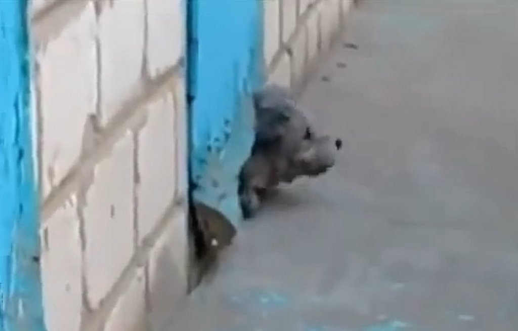 Кот и пес турция. Собаки нападают на кота. Кот с собакой обнимаются. Кот спас собаку. Кот и пес турция.