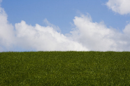 El cuidado del césped: consejos básicos | Plantas