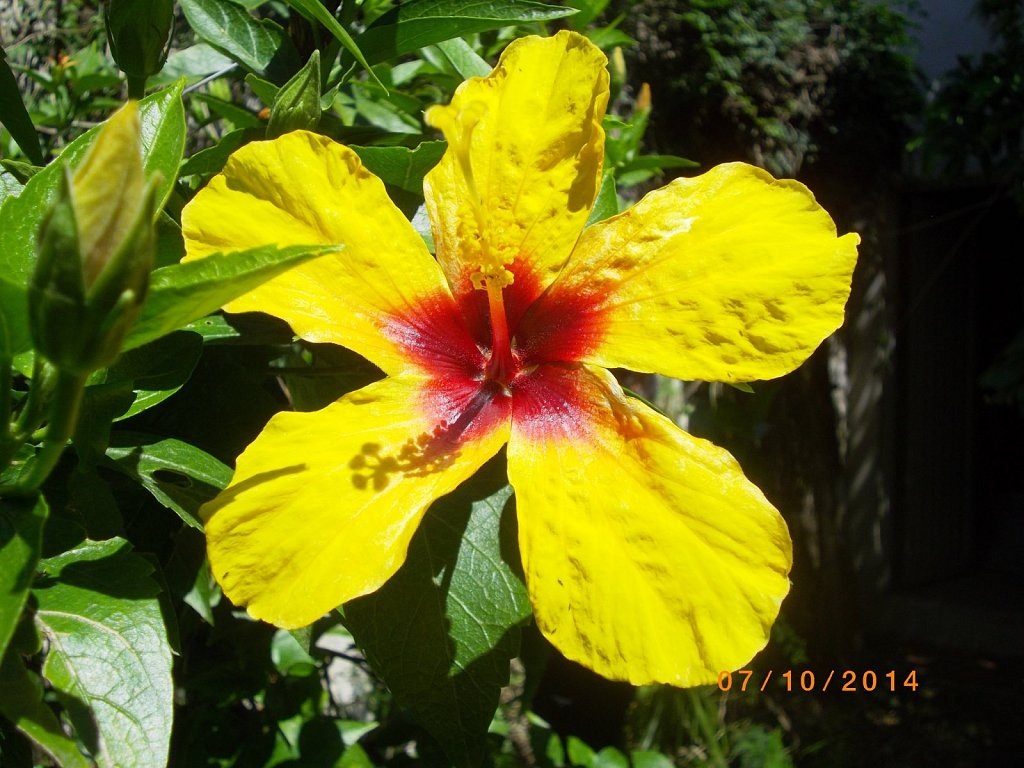 The Beautiful Hibiscus Flower - La Hermosa Flor De Avispa