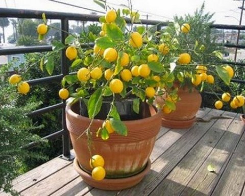 Cómo cultivar y cuidar limoneros en maceta