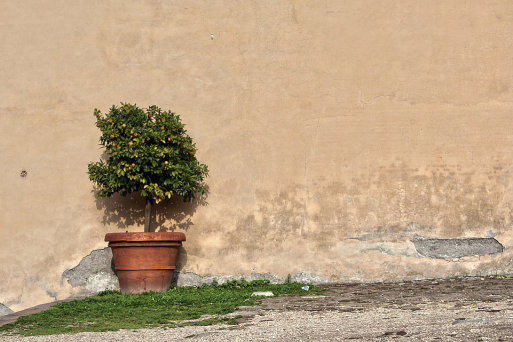 Cómo cultivar y cuidar limoneros en maceta