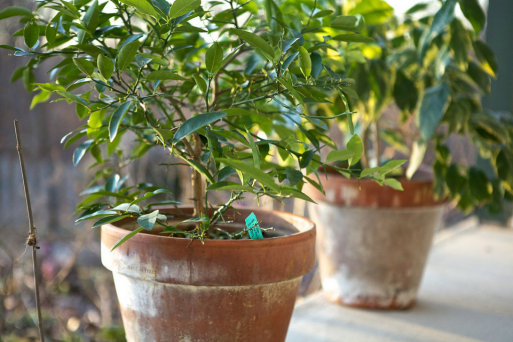 Cómo cultivar y cuidar limoneros en maceta