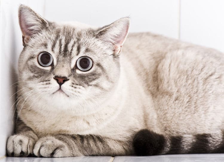 Nuestros gatos pueden padecer de estrés