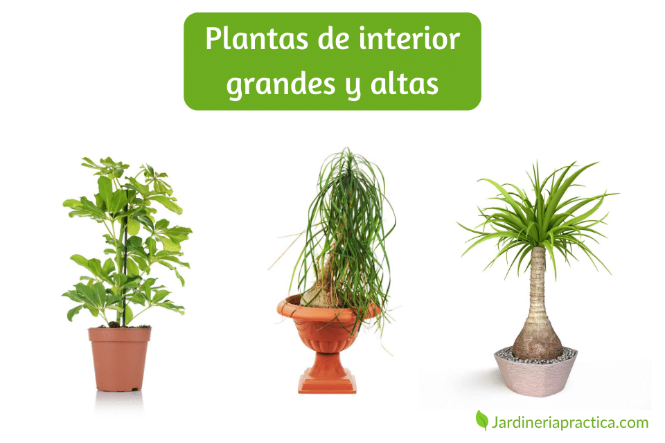Plantas de interior grandes y altas