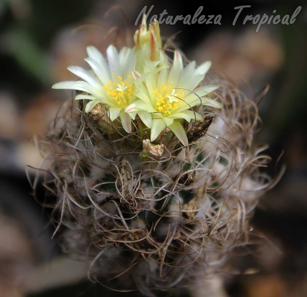 Otro ejemplar de cactus del género Turbinicarpus en floración