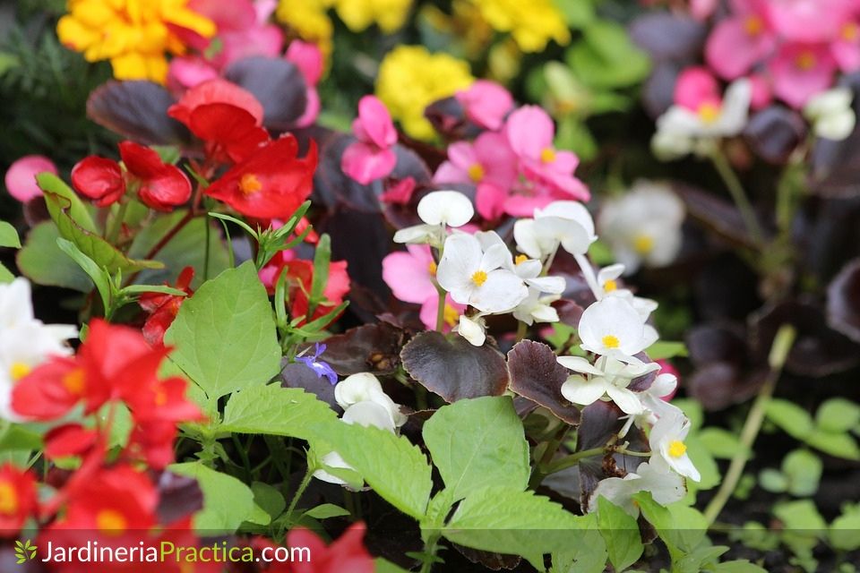 Begonia flor