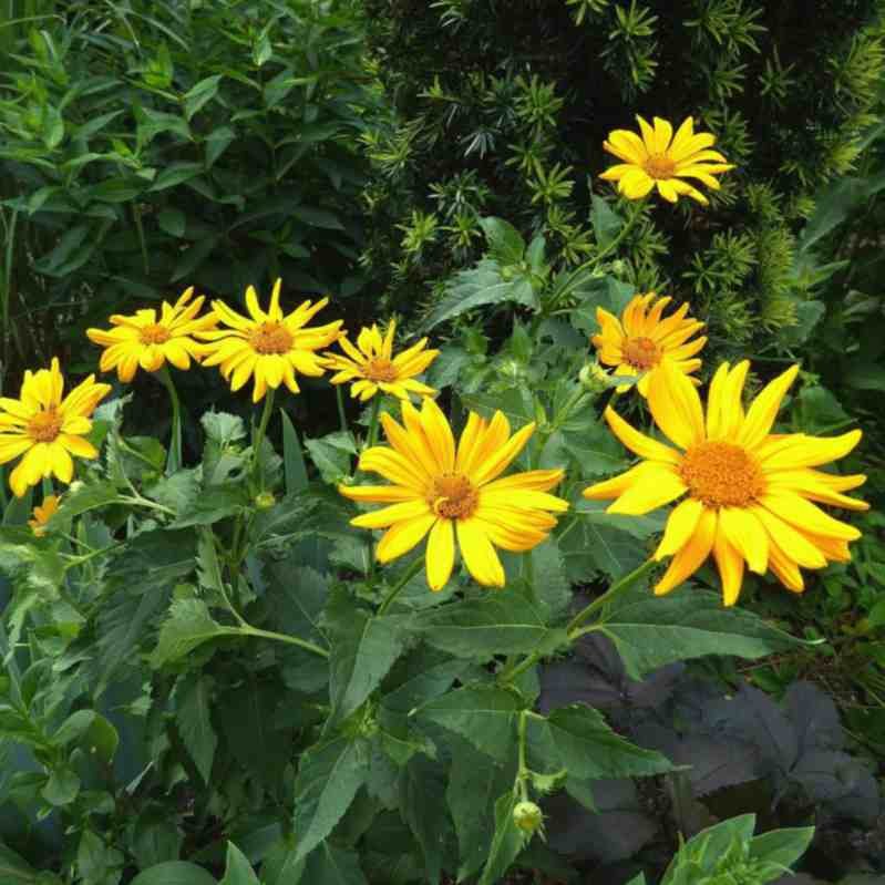 aceite esencial de arnica propiedades