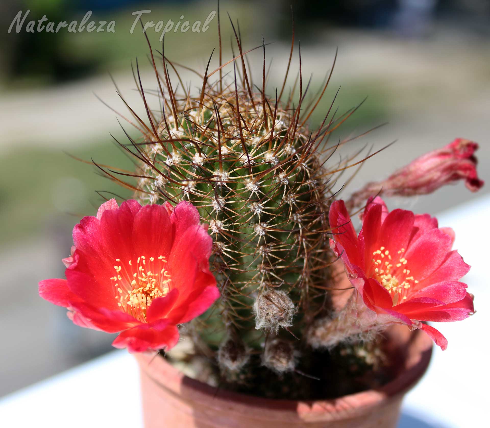 Fotografía de un hermoso cactus en floración