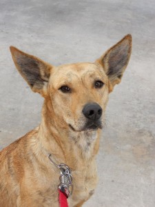 perro en adopcion