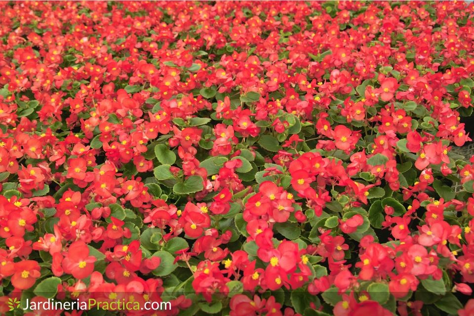 Begonia cuidados