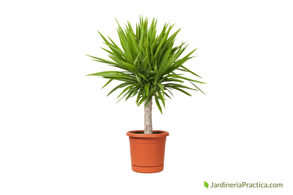 Yucca