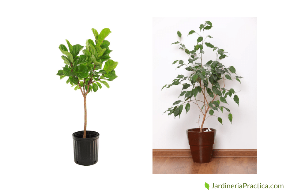 Ficus