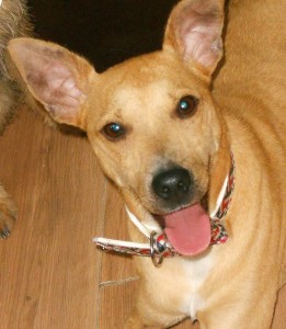perro en adopcion