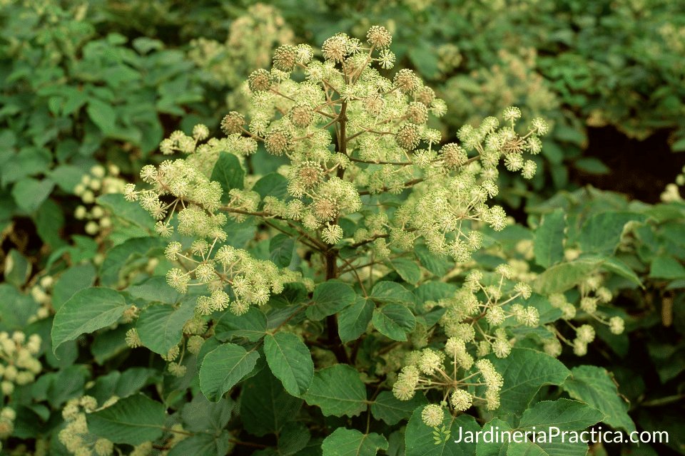 udo - Aralia cordata