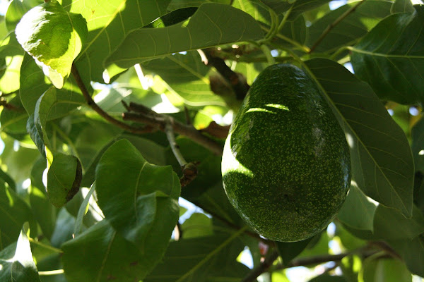 Fruto del árbol de aguacate o palta