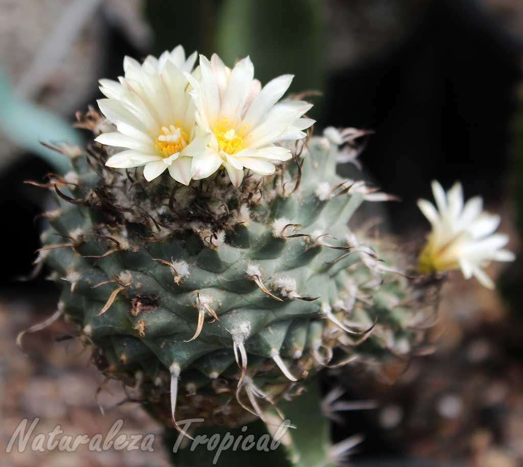 Vista de un ejemplar de cactus del género Turbinicarpus en floración