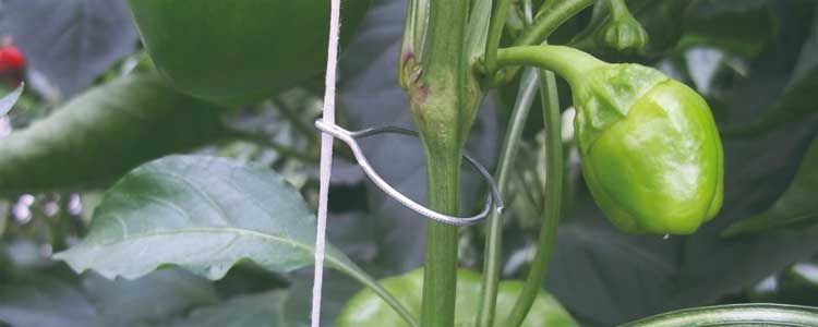 Desarrollo cultivo pimiento