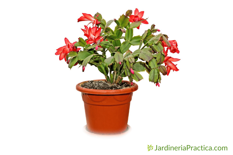 cactus de navidad - Schlumbergera truncata
