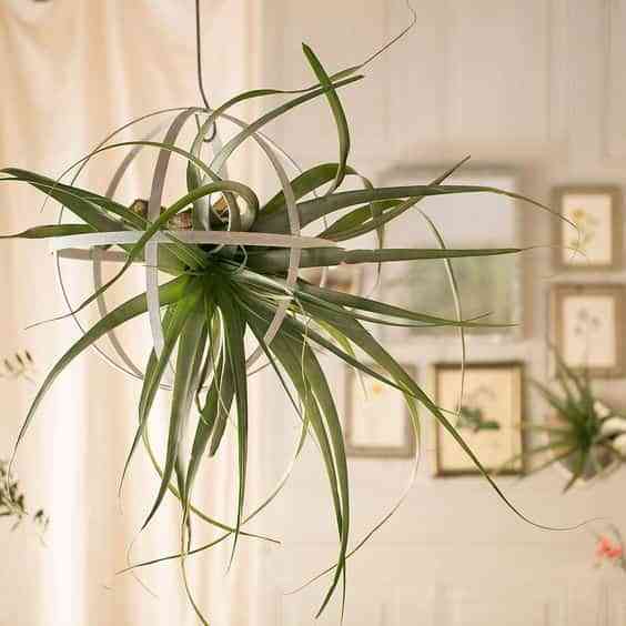 plantas aereas IX