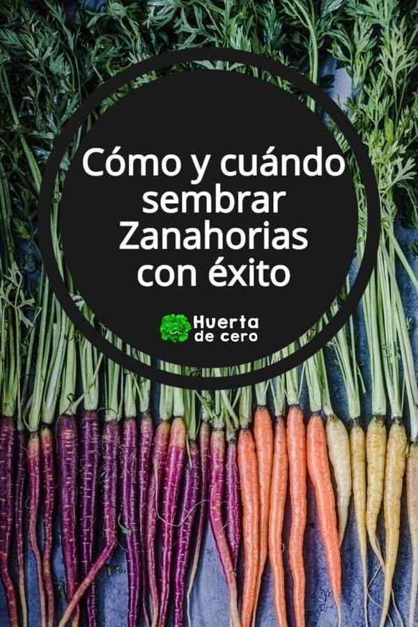 Cultivar zanahorias con exito
