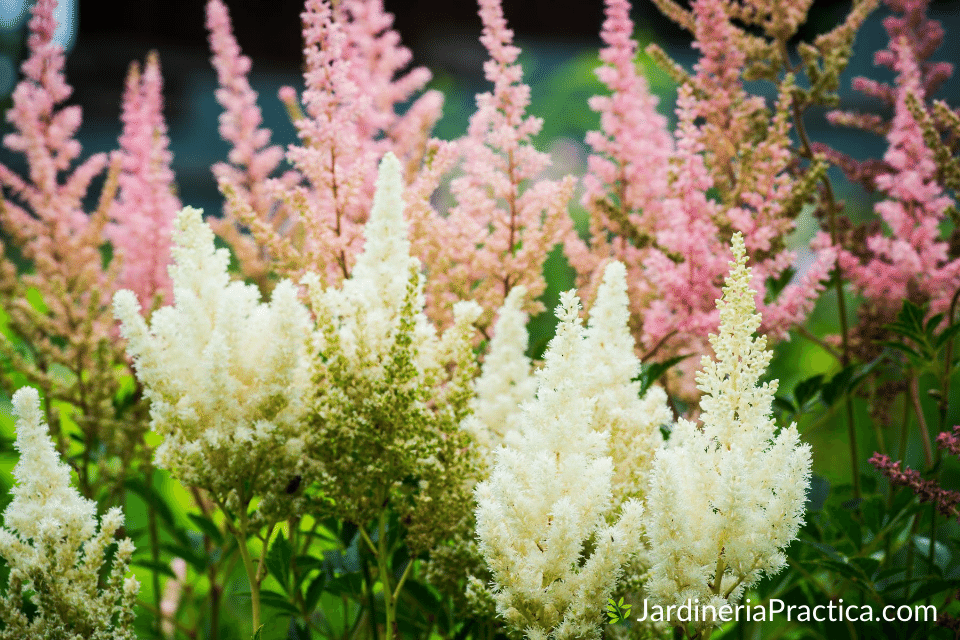 Astilbe
