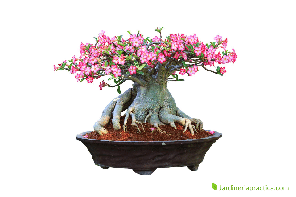 rosa del desierto