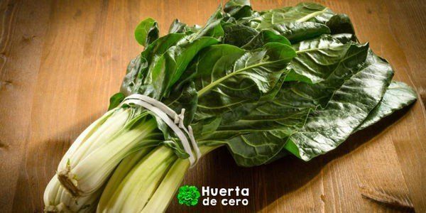 como sembrar acelga en la huerta