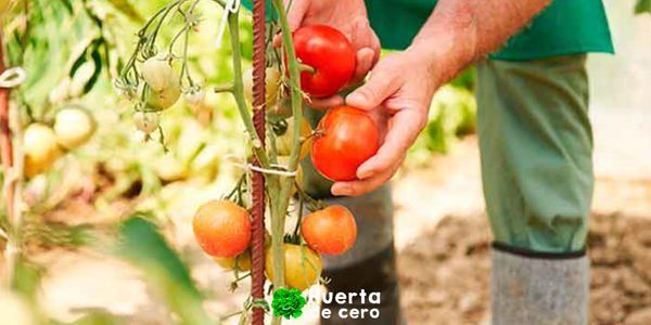 Colocar tutor a los tomates