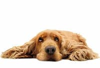enfermedades-respiratorias-en-perros-compressor (1)_opt