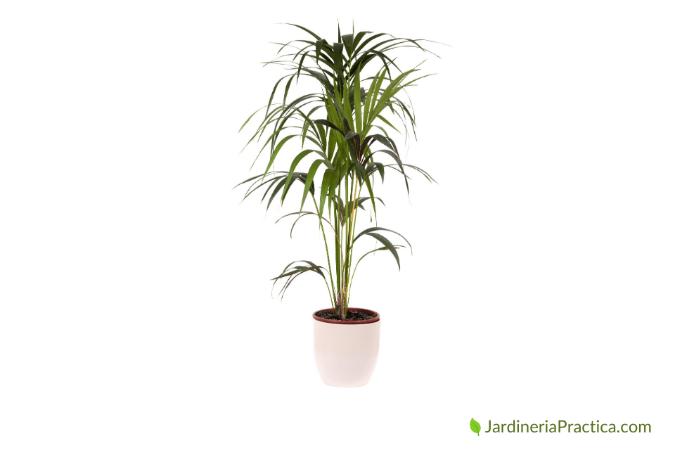 Kentia
